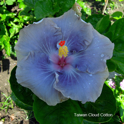 Taiwan Cloud Cotton